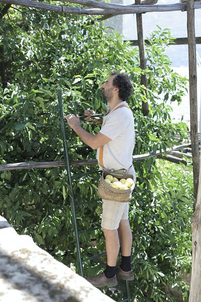 Hombre recogiendo fruta