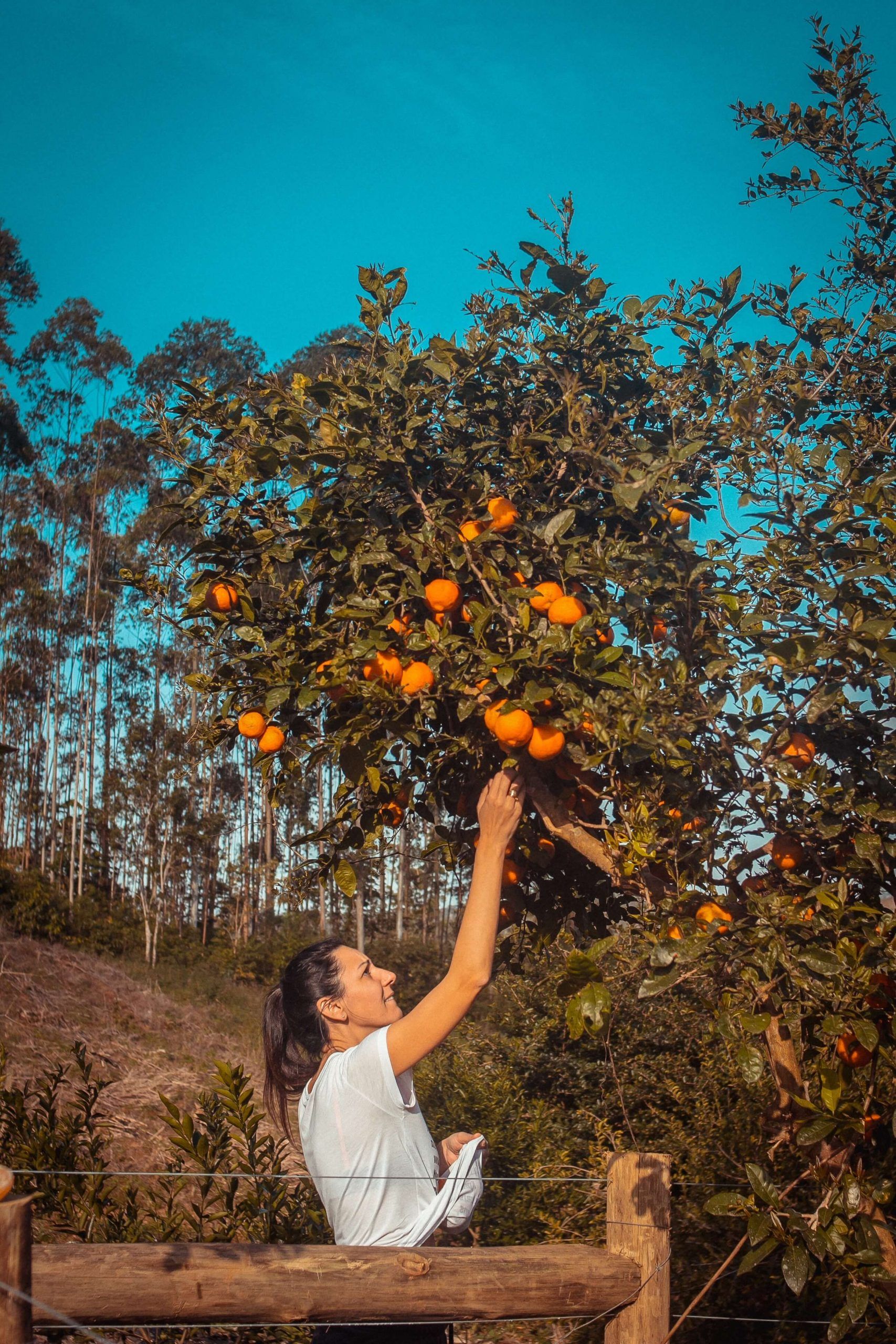 recogida de fruta